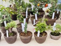 Tag 7 - Bonsai-Bäumchen 