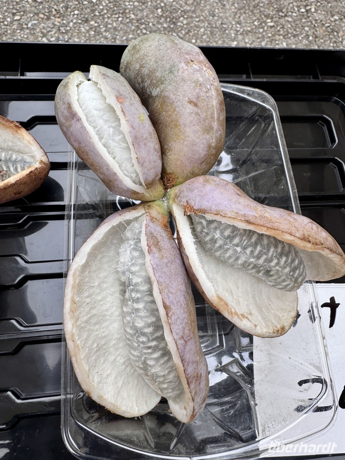 Tag 7 - Akebie-Frucht