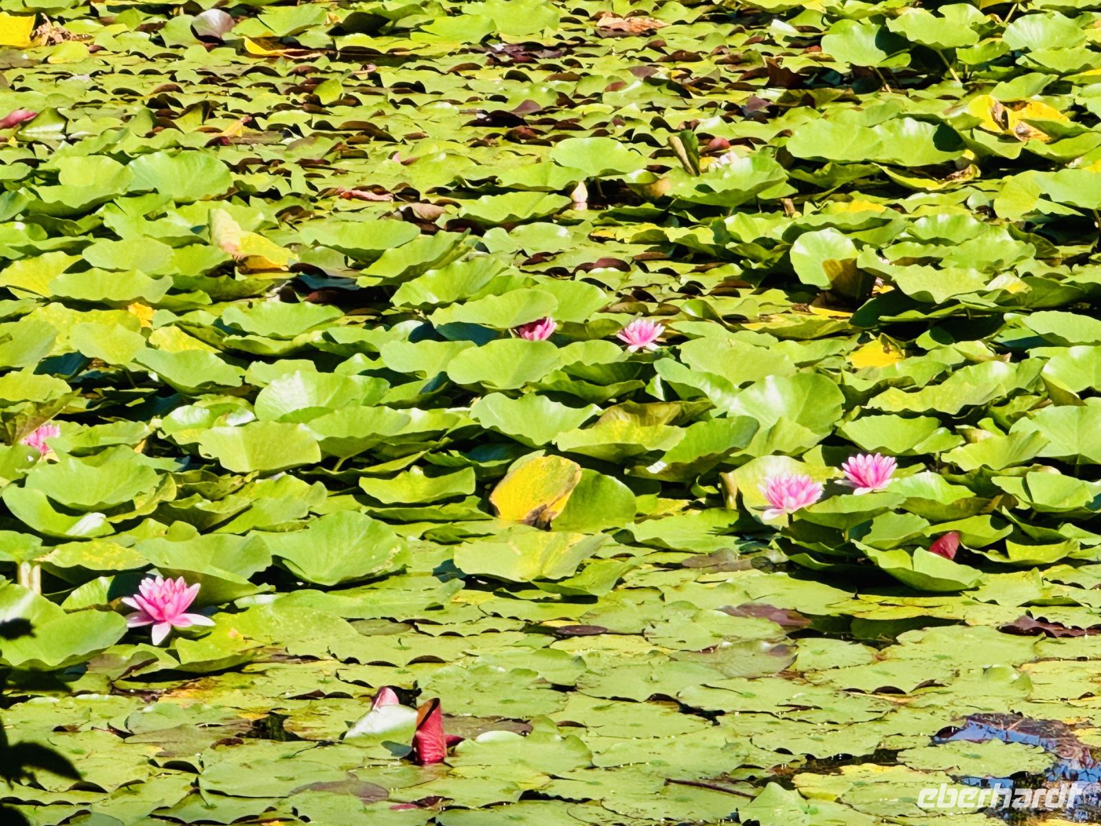 Tag 11 - Ryoanji-Tempelanlage 