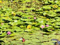 Tag 11 - Ryoanji-Tempelanlage 