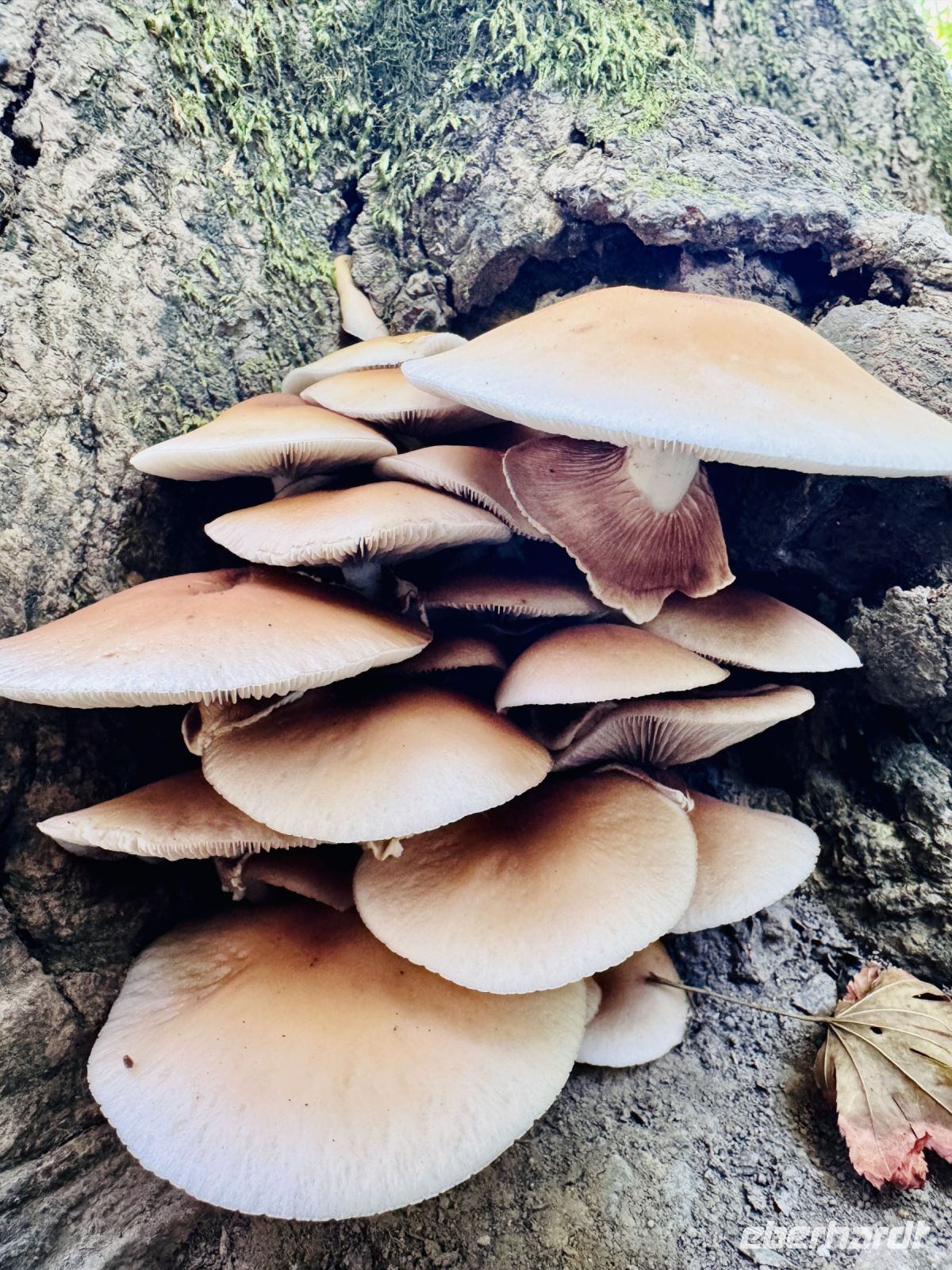 Tag 11 - Ryoanji-Tempelanlage 