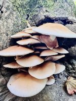 Tag 11 - Ryoanji-Tempelanlage 