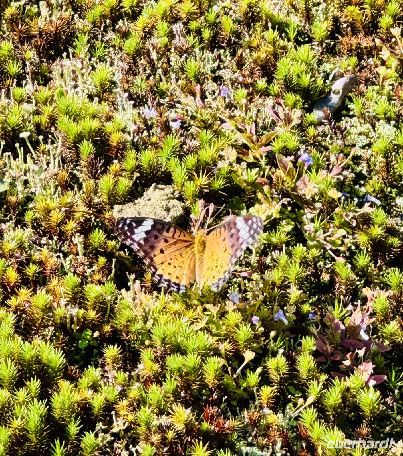 Tag 11 - Schmetterling 