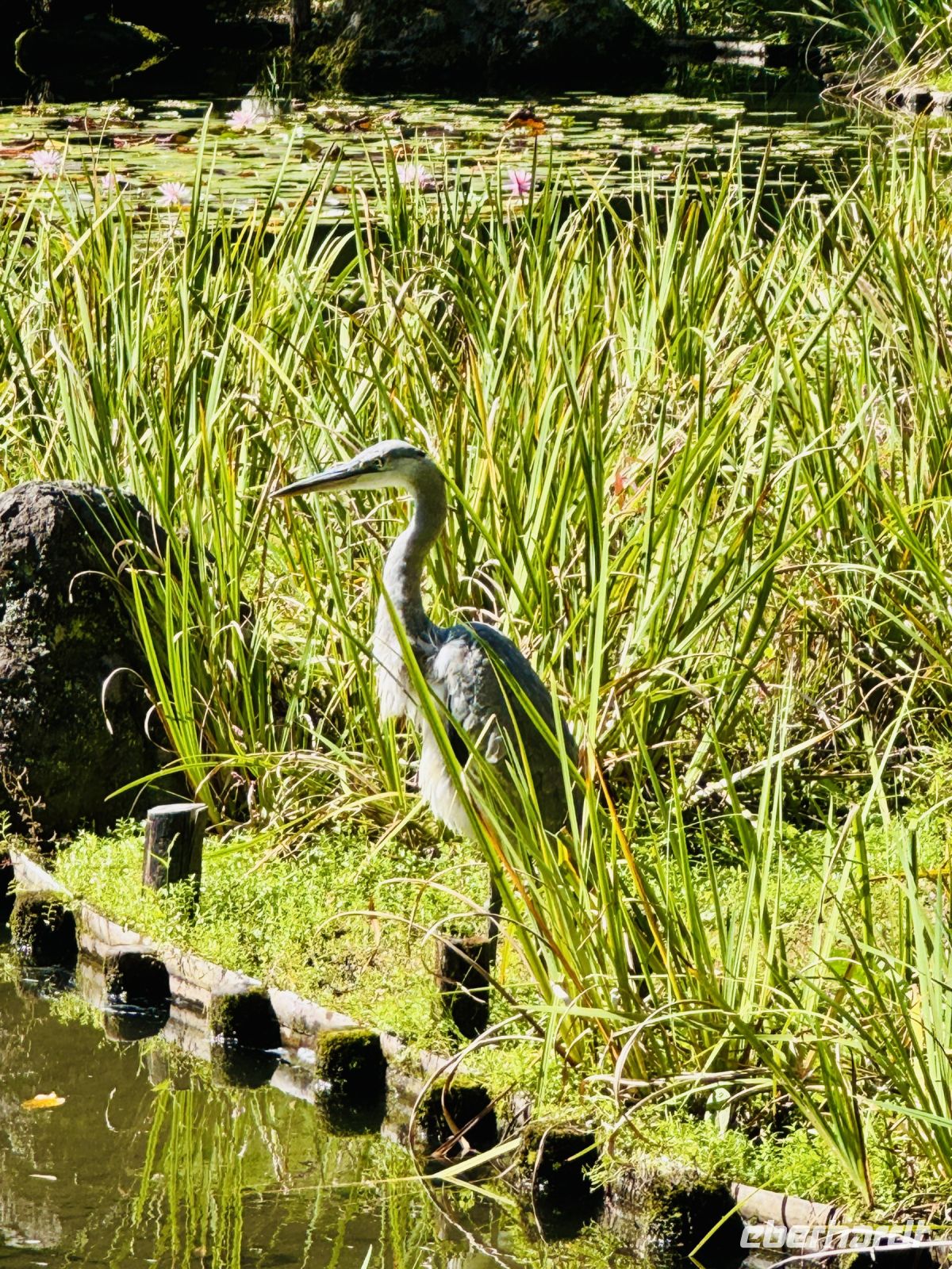 Tag 11 - Heian-Schrein, Parkanlage 