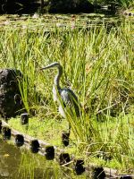 Tag 11 - Heian-Schrein, Parkanlage 