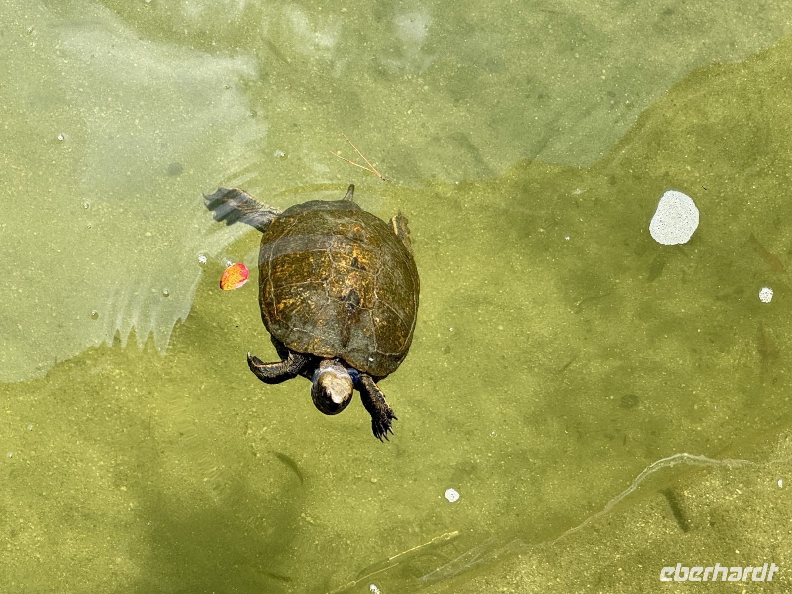 Tag 11 - Heian-Schrein, Parkanlage