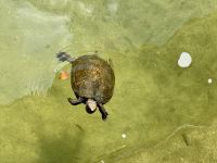 Tag 11 - Heian-Schrein, Parkanlage