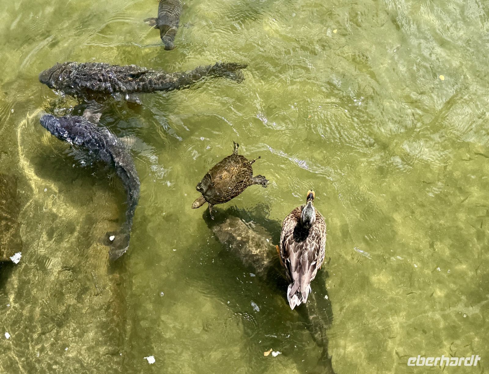 Tag 11 - Heian-Schrein, Parkanlage