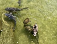 Tag 11 - Heian-Schrein, Parkanlage