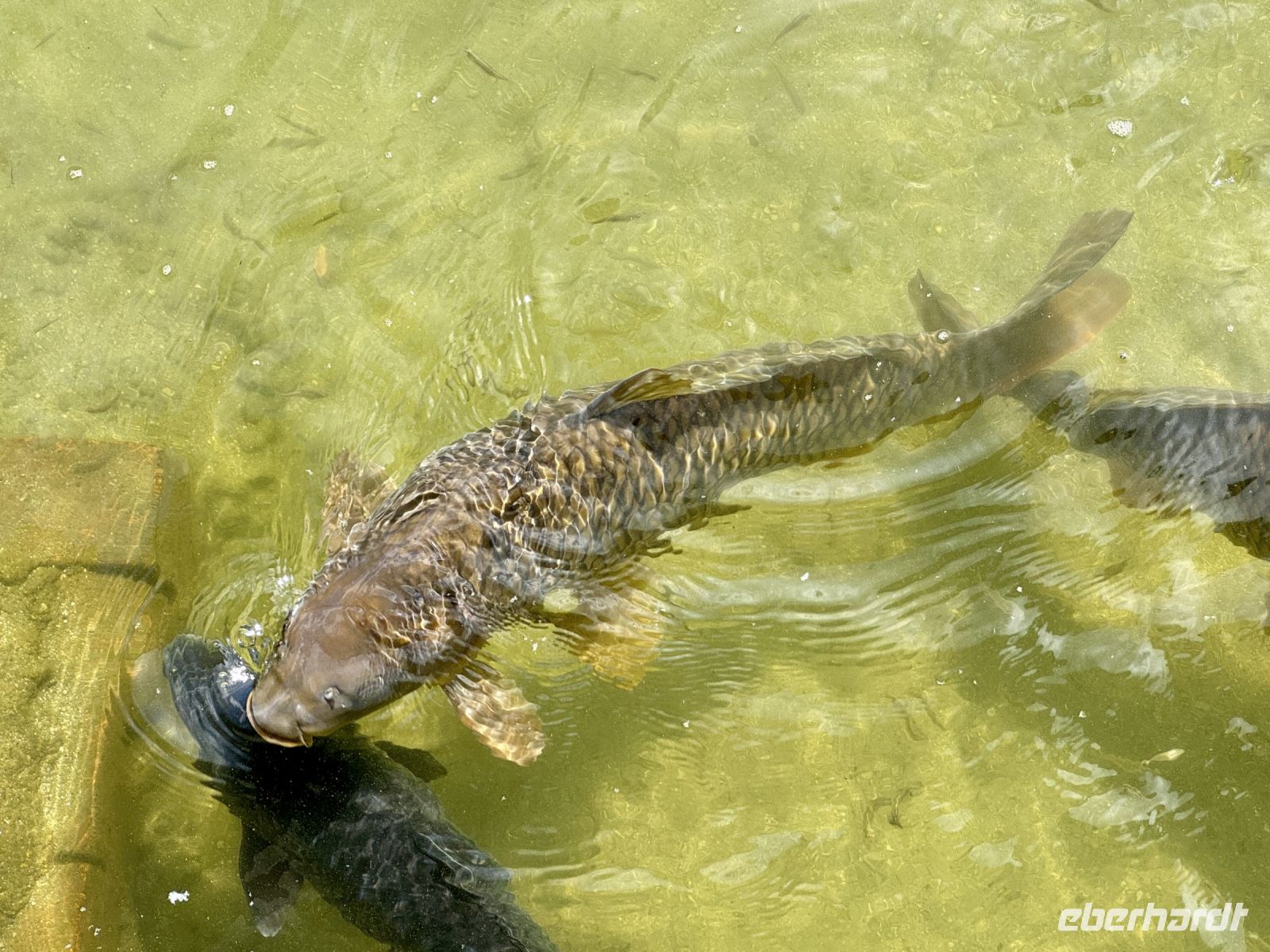 Tag 11 - Heian-Schrein, Parkanlage