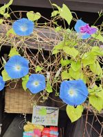 Spaziergang durch Takayama