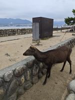 Ausflug auf die Insel Miyajima