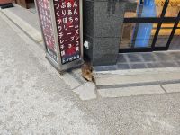 Ausflug auf die Insel Miyajima