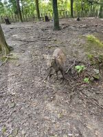 Tagesausflug nach Nara