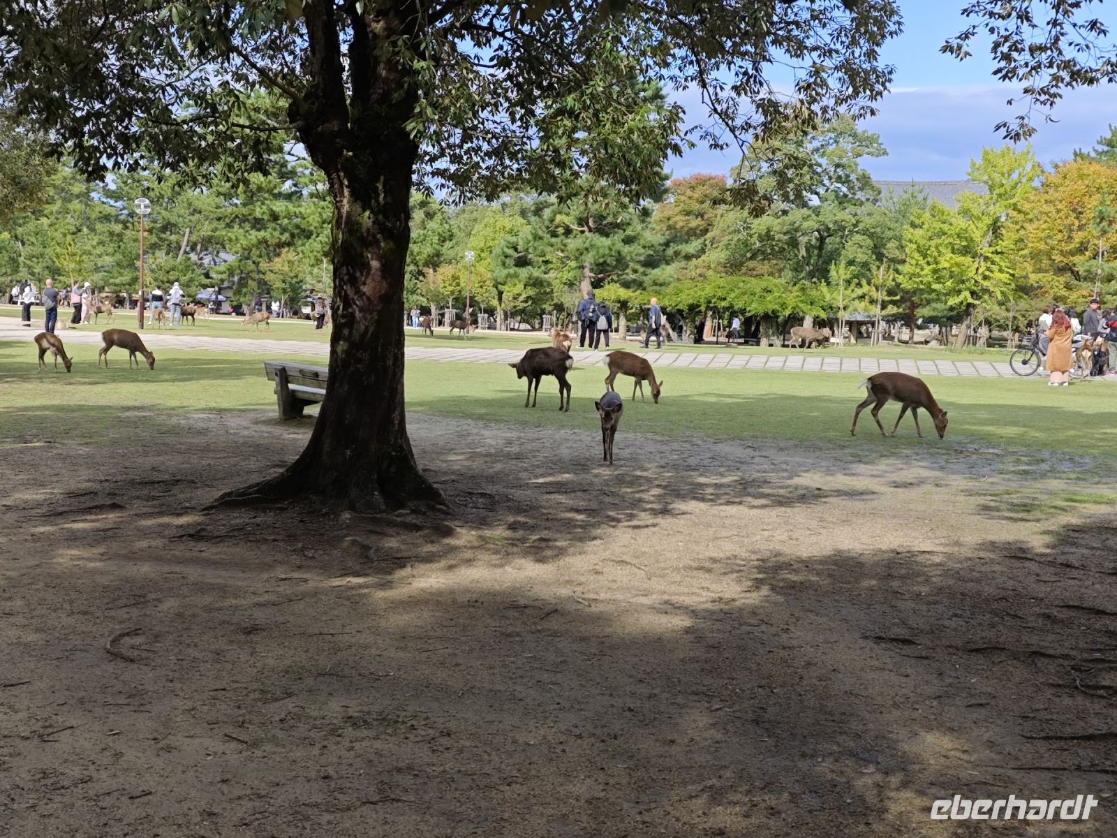 Tagesausflug nach Nara