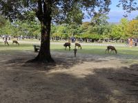 Tagesausflug nach Nara