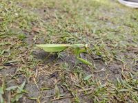 Tagesausflug nach Nara