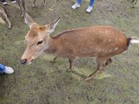 Tagesausflug nach Nara