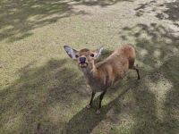 Tagesausflug nach Nara