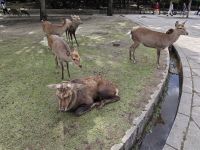 Tagesausflug nach Nara