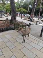 Tagesausflug nach Nara