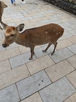 Tagesausflug nach Nara