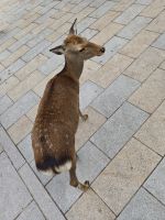 Tagesausflug nach Nara