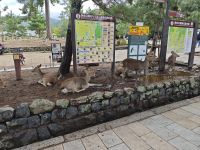 Tagesausflug nach Nara