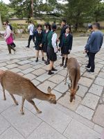 Todaiji-Tempel in Nara
