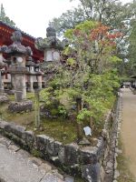 Kasuga-Schrein in Nara