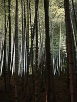 Kodaiji-Tempel in Kyoto