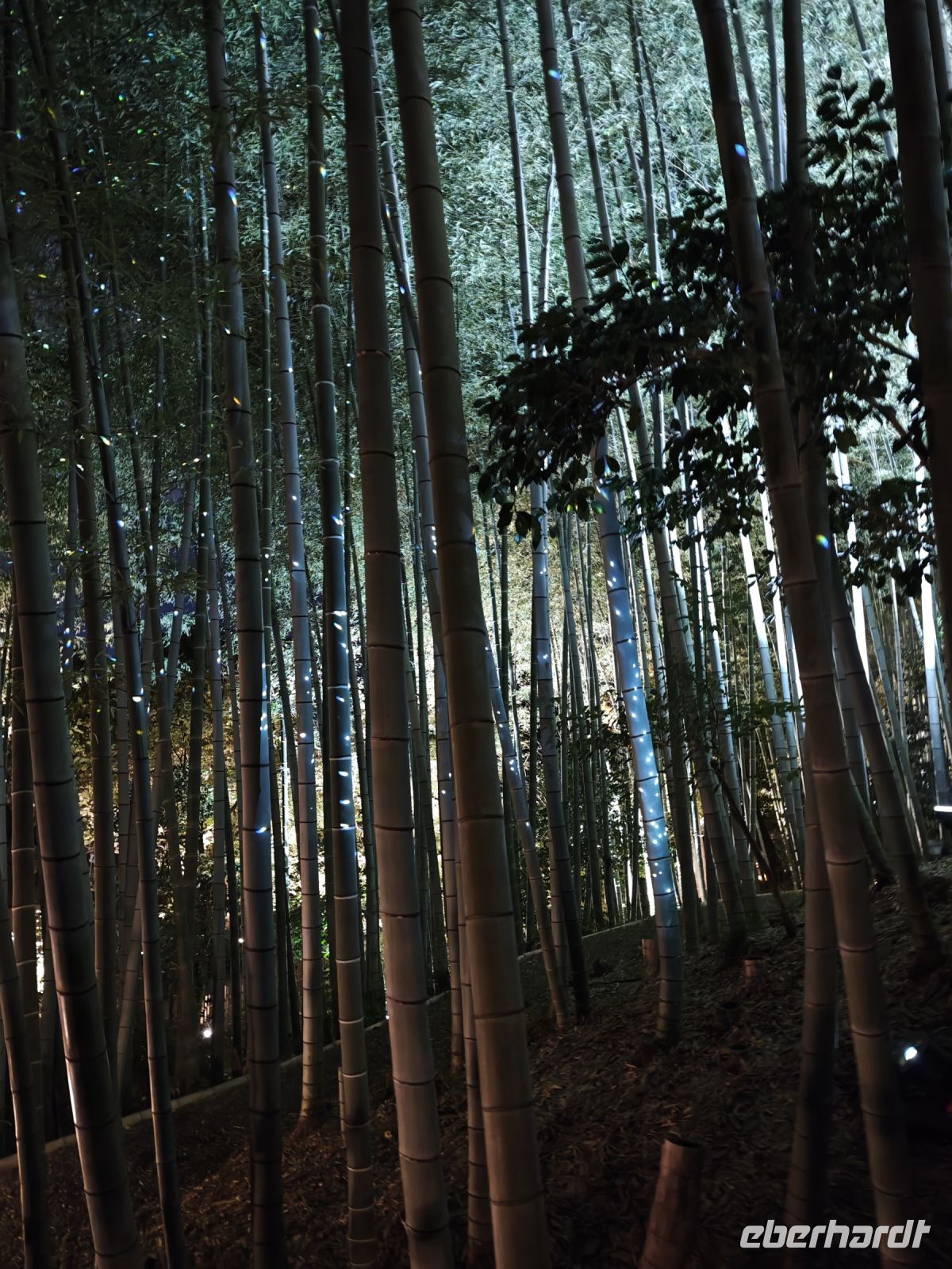 Kodaiji-Tempel in Kyoto