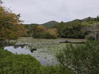 Ryoanji-Tempel mit Zen-Garten
