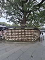 Am Meiji-Schrein in Tokio