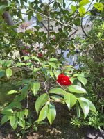 Hasedera-Tempel in Kamakura