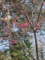 Hasedera-Tempel in Kamakura