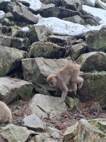 Zu Besuch im Affenpark