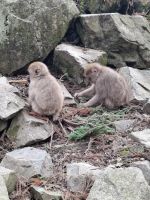 Zu Besuch im Affenpark