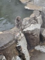 Zu Besuch im Affenpark