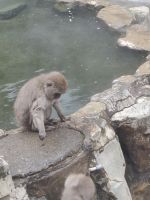 Zu Besuch im Affenpark