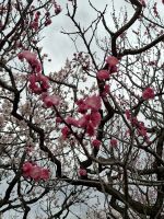 die ersten Kirschblüten