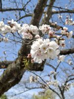 Kirschblüte in Japan