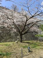 Kirschblüte in Japan