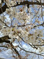 Kirschblüte in Japan