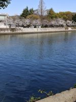 Kirschblüten in Hiroshima