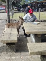 auf der Insel Miyajima
