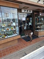 auf der Insel Miyajima