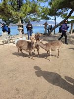 auf der Insel Miyajima