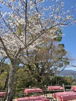 auf der Insel Miyajima