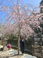 auf der Insel Miyajima